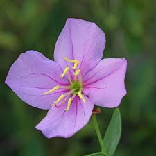 Image result for Melastomataceae