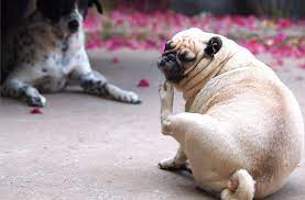 Does diet cause itchy skin for dogs? 5 Natural Remedies To Help Your Itchy Dog Petmd