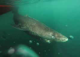 Maybe you would like to learn more about one of these? 15 Mind Blowing Deep Sea Facts Passport Ocean