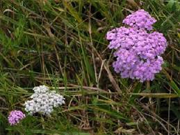 We did not find results for: Haiku A Weed By Valsa George Haiku A Weed Poem