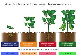 Types Of Fertilizers Liqui Grow Balanced Liquid Fertilizers