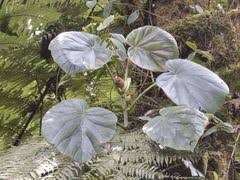 Image result for Begonia poculifera