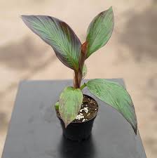 Image result for Ensete ventricosum