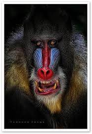 Mandrill Animals Beautiful Mandrill Cute Animals