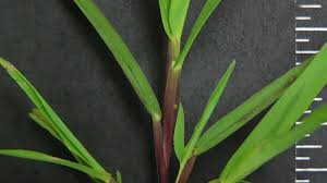 Can crabgrass make pretty lawn? Smooth Crabgrass Nc State Extension Publications