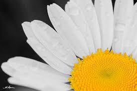 Daisy Print Black And White Flower Yellow Fine Photo Home Room Decor Wall Artwork Dew Water Drops Print Still Life Green Picture Green Pictures White Flowers Black White