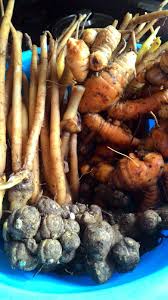 Selain itu, asam jawa telah digunakan dalam pengobatan tradisional untuk mengatasi sembelit. Resepi Jamu Asam Kunyit Manjakani