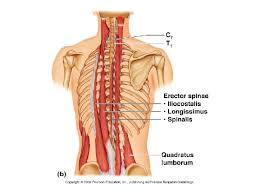 Muscle tissue is made of excitable cells that are capable of contraction. Low Back Pain Dr Zachary Stelmack Anatomy Of