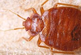 Maybe you would like to learn more about one of these? Will An Exterminator Get Rid Of Bed Bugs Wil Kil Pest Control