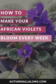 When the back of the sunflower head turns yellow. How To Make Your African Violets Bloom Every Week Autumn All Along African Violets Violet Plant African Violets Plants