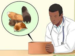 What type and how large of a cage should i have for a pregnant hamster? How To Know When Your Hamster Is Pregnant With Pictures