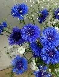 Figen Himtas Adli Kullanicinin Figen Panosundaki Pin Cicek Bahcesi Cicek Bitki