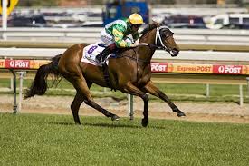 Segments Thoroughbred Horse Profile