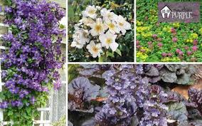 The climbing hydrangea vine (hydrangea anomala. Groundcovers Vines That Behave In Your Garden Pretty Purple Door