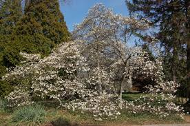 Image result for Magnolia White 1980 Amos and Sons