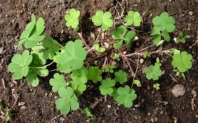 Image result for Oxalis corniculata