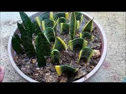 4 Snake Plant Propagation In Water And Soil By Leaf Cuttings Sansevieria Youtube Sansevieria Plant Propagating Plants Plants