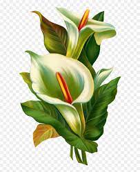 Many nations mark calla lilies as the beginning of a happy life, and others evaluate this flower as the end of life. Transparent Calla Lilies Clipart Calla Lily Tattoo Design Png Download 5801218 Pinclipart