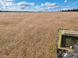 Image result for Rhynchosia divaricata