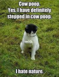 Top 28 Funny Animal Memes Clean Enough For Kids Animal Memes Clean Funny Cat Memes Cat Memes