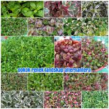 Maybe you would like to learn more about one of these? Pokok Renek Landskap Alternantera Shopee Malaysia