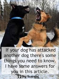 My Dog Attacked Another Dog What Do I Do Dog Restraint Agressive Dog Dog Restraint Dogs