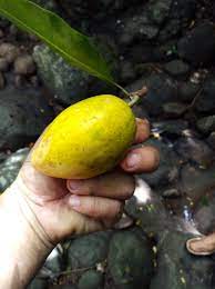 Mister cactus el salvador is feeling cool. Guaycume O Canistel Pouteria Campechiana Frutos Comestibles Del Bosque Steemit