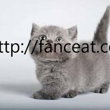 The tail is plumy and the coat is heavier on the ruff and britches. Munchkin Kittens For Sale By Munchkin Kittens For Sale