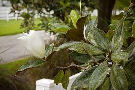 .florida oaks and pines, the gated community of magnolia landing exudes southern charm. Why Doesn T South Florida Have More Magnolias Miami Herald