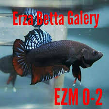 The total land area of the barangay is 5.370 km2. Penawaran Diskon Dan Promosi Dari Erzabettashop Shopee Indonesia