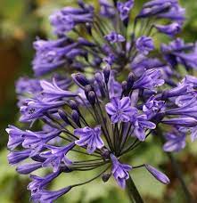 Agapanthus Headbourne Hybrids Google Search Perennials Drought Tolerant Perennials Plants