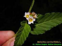 Image result for Melochia corchorifolia