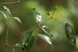 Image result for Eugenia natalitia