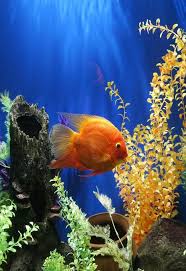 We did not find results for: Aquarium Wallpaper Gerak For Android Apk Download