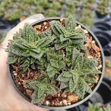 Image result for Crassula alsinoides