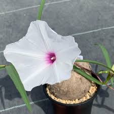 Image result for Ipomoea welwitschii