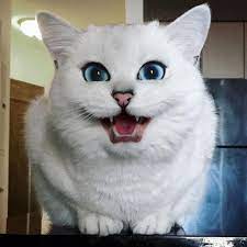 kobi belosnezhnaya koshka s neveroyatno krasivymi glazami colors life krasivyj kot sumasshedshie koshki koshki i kotyata