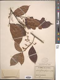 Image result for Connaraceae