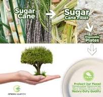 Green Earth, 10" inches, 500 Pack,Compostable Paper Plates Natural Bagasse,  Sugarcane Fiber, Disposable Round Microwave Safe Eco Friendly Heavy-Duty