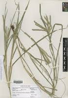 Image result for Eleusine africana