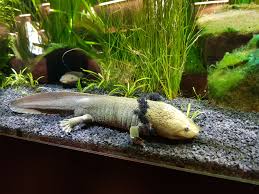 File:Pátzcuaro-Querzahnmolch (Ambystoma dumerilii) im Aquarium  Wilhelmshafen.jpg - Wikimedia Commons