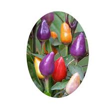 I probably sowed six seeds and thinned them to two plants, which grew into some kind of pepper, but not a bolivian rainbow. Bolivian Rainbow Pepper Seeds Sandia Seed Company