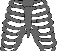 Rib cage human skeleton , rib cage transparent background png clipart. Download Rib Cage Png Transparent Images Costillas Huesos Vector Full Size Png Image Pngkit