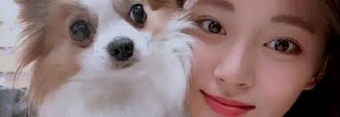 Gucci merupakan hewan peliharaan tzuyu yang telah menemani idol sejak berumur 10 tahun. Lamentablemente Gucci El Perro De Tzuyu De Twice Ha Fallecido Kpoplat