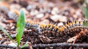 La seule variété relativement dangereuse. La Piqure De La Chenille Processionnaire Gamm Vert