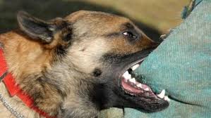 افتكروه سلعوة”.. كلب يعقر 5 أشخاص في البحيرة | الحوادث | الطريق