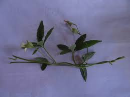 Image result for Merremia quinquefolia