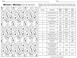 Mitosis Vs Meiosis Color By Number Worksheet For Review Or Assessment Meiosis Mitosis Vs Meiosis Mitosis