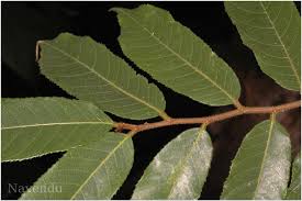 Image result for Antiaris toxicaria