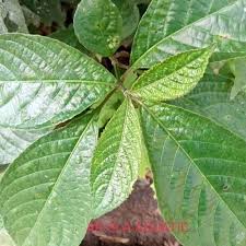 Manfaat daun pecah beling yang pertama adalah kandungan herbal ini yang dapat memberikan efek nyaman dan menenangkan. Daun Keji Beling Keji Beling Perlembar Pecah Beling Arqla Shop Shopee Indonesia